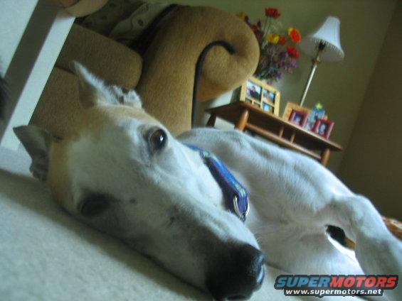 dog lying on floor in living room