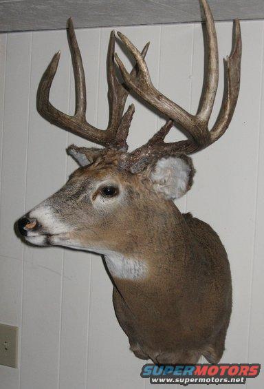 165buckmount-003.jpg My Brother, the taxidermist, is looking for one pic to grab for his business cards.
