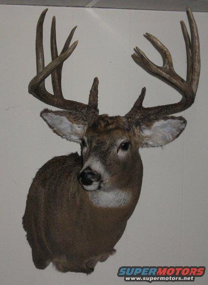 165buckmount-005.jpg If you happen to have a deer to mount in S. WI, look him up.  Pope Taxidermy in Fort Atkinson.