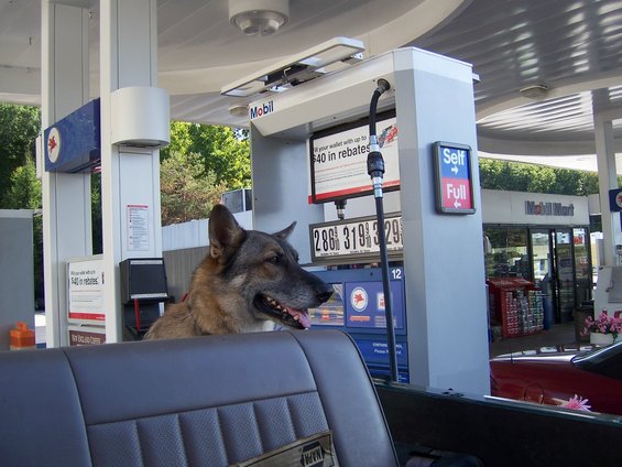 Dog looking out from inside a vehicle at a Mobil gas station