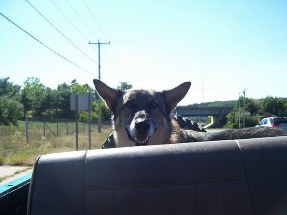 Dog looking over back seat of car, trees and power lines in background