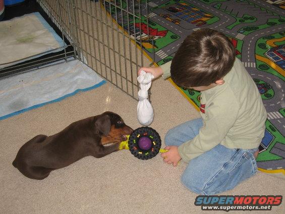 Brown Doberman puppy chews on a toy while a child holds the other end