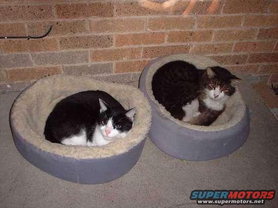 Two cats resting in round pet beds against a brick wall