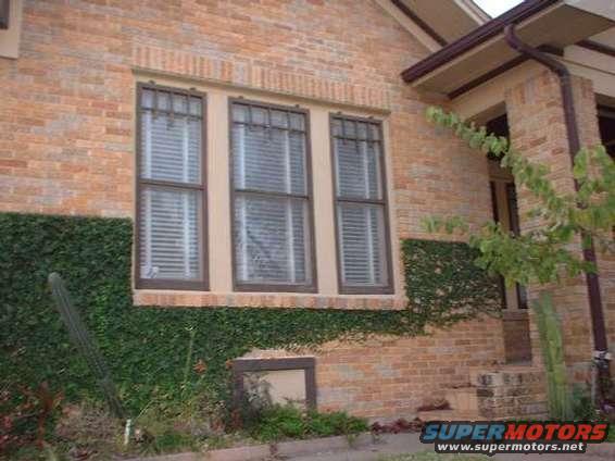 Brick house exterior with three windows covered by blinds and overgrown ivy