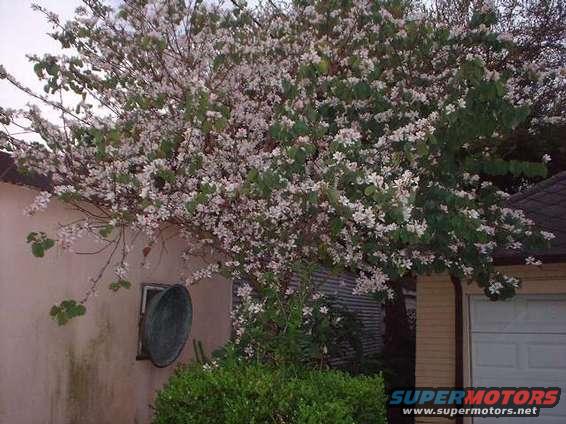 Tree with white flowers in front of a house with a garage