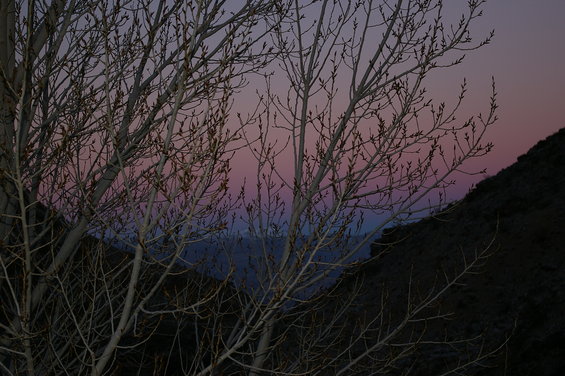 Bare tree branches in foreground, twilight sky with pink and purple hues in background, dark hillside on right