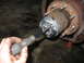 1995 Ford C-350 (Centurion Conversions) - A screwdriver is used to remove the cap from an automatic locking 4x4 hub assembly on a vehicle's front axle.