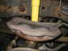 1995 Ford C-350 (Centurion Conversions) - Close-up of a rusty front brake caliper and rotor assembly, with a yellow shock absorber in the background.
