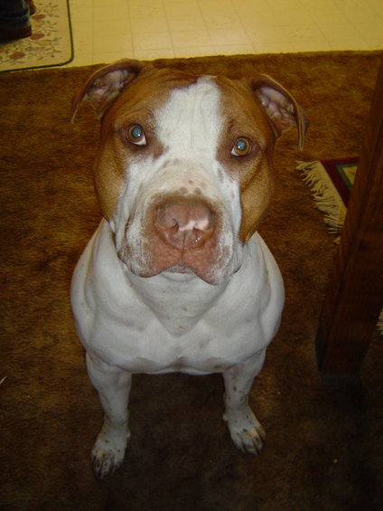 White and brown pit bull dog sitting on a brown carpet