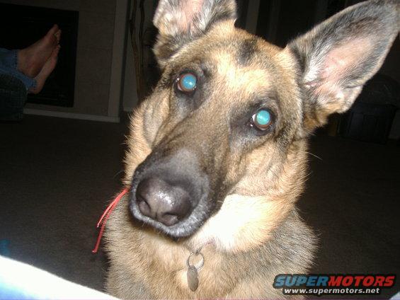 German Shepherd dog with bright blue eyes and a tag on its collar