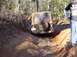 1995 Ford Bronco - A tan soft-top Jeep Wrangler navigates a challenging dirt trail, showing its rear profile.