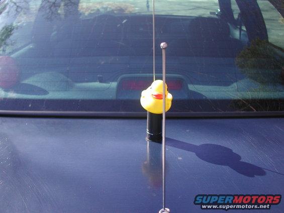 Rubber ducky on antenna of dark blue car, rear view