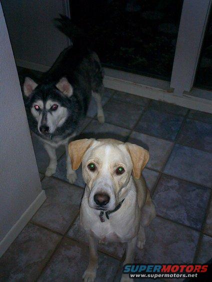 Cody and Nikko