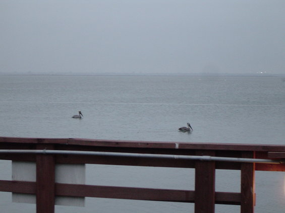 corpus-christi-trip-2808-to-21608-127.jpg Pelicans