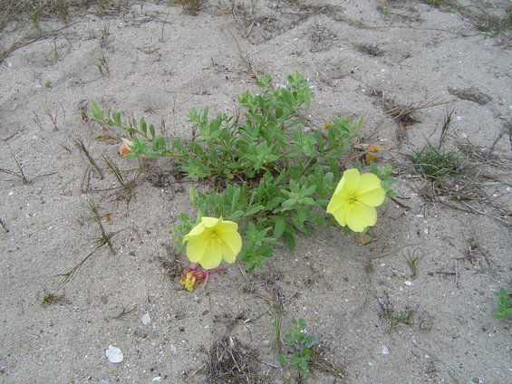 Yellow flowers growing in sand dunes