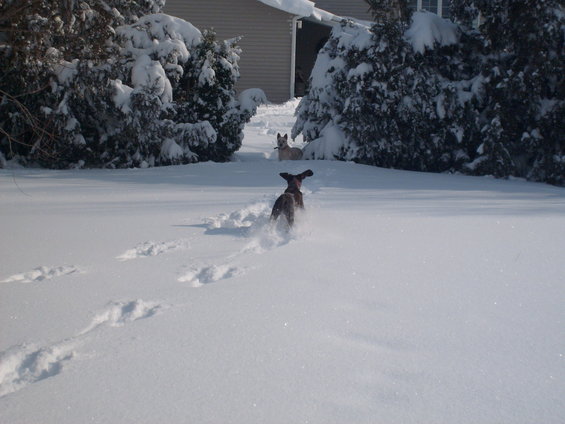 Two dogs run through deep snow in a yard with snow-covered trees and a house in the background