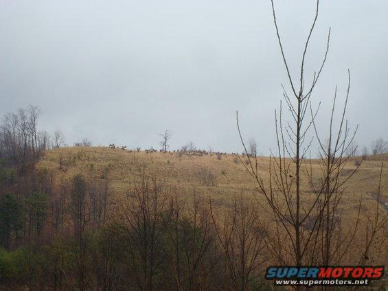 Herd of elk on a dry, grassy hillside under a cloudy sky. Bare trees in the foreground