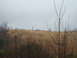 1995 Ford Bronco - A herd of elk grazes on a hill, with bare trees in the foreground and a cloudy sky above.