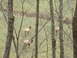 1995 Ford Bronco - Several elk are visible through bare tree branches in a natural outdoor setting.