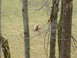 1995 Ford Bronco - An elk rests in a field, partially obscured by trees.