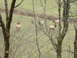 1995 Ford Bronco - A group of elk are visible in a field, with trees in the foreground.