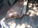 1952 Ford Panel Van photo