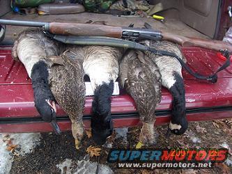 Three dead geese and a shotgun laid across the tailgate of a vehicle