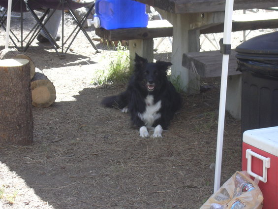 dscn5236.jpg Border Collie on patrol