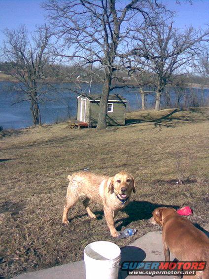 Two dogs in a yard with a lake and shed in the background