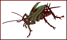 Illustration of a cricket