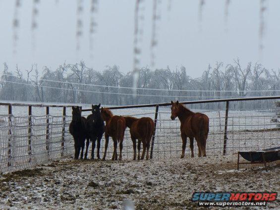 Horses in a muddy, icy pen with trees covered in ice in the background