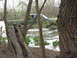 1996 Ford Bronco - A truck navigates through a flooded landscape, partially obscured by trees and foliage.