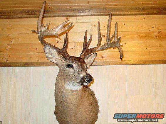 Taxidermied deer head with large antlers mounted on a wood-paneled wall