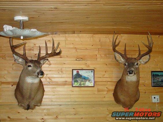 Two taxidermied deer heads mounted on a wood-paneled wall