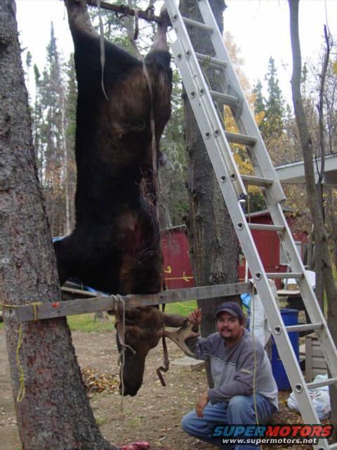 Man kneels next to a moose carcass hanging from a tree with a ladder nearby