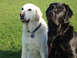 1985 Ford Bronco II - A white and a black Labrador retriever sit attentively on a grassy field.