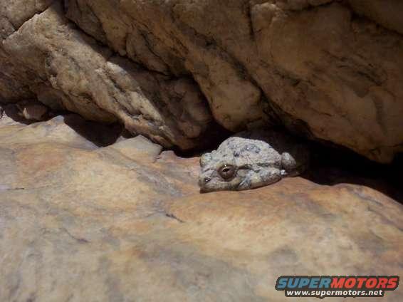Frog resting on a rock ledge under a large rock formation