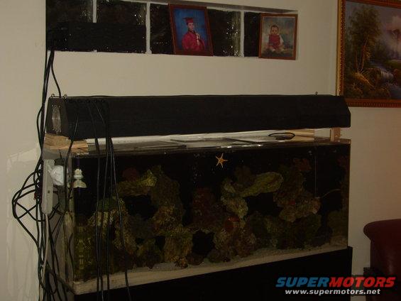 fish-tank.jpg 400w 5ft lighting