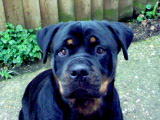 rottweiler dog sitting outdoors