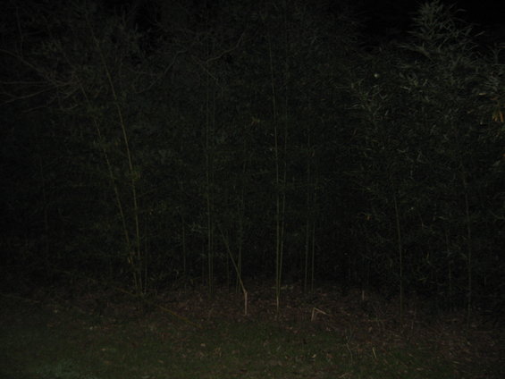 Bamboo grove at night with dark foliage and grass