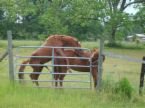 Two horses are standing in a grassy field behind a metal fence