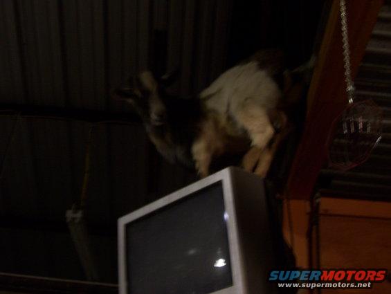 crazy goat