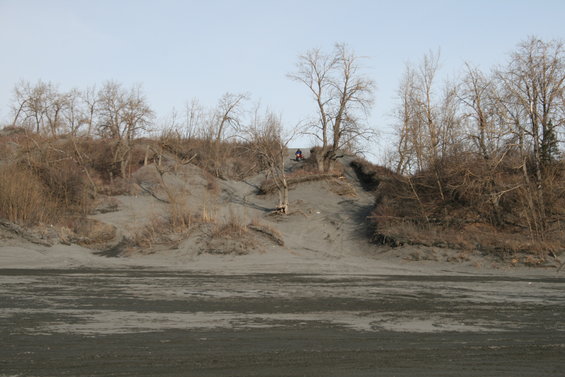 Person on a dirt bike atop a sandy dune with bare trees