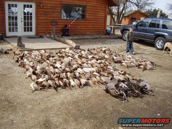 Large pile of harvested birds in front of a log cabin