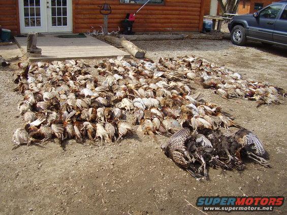 Large pile of dead pheasants and other birds on the ground in front of a wooden cabin, with a dark SUV parked to the right