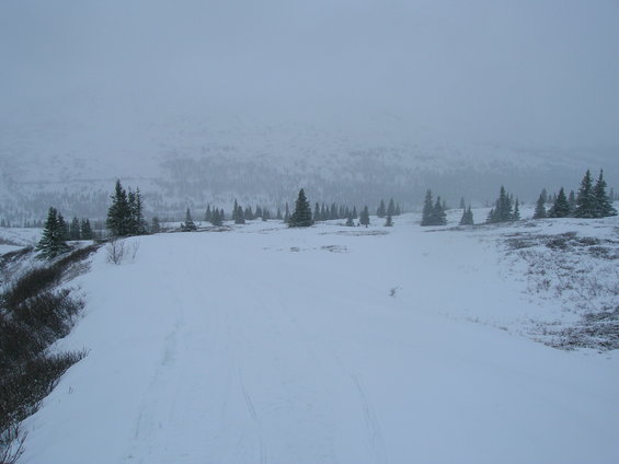 snowy field with scattered evergreen trees and distant hills under a cloudy sky