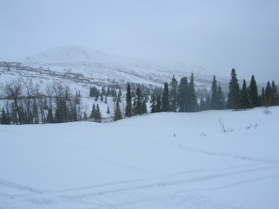 snowy mountain with trees and tracks in the foreground