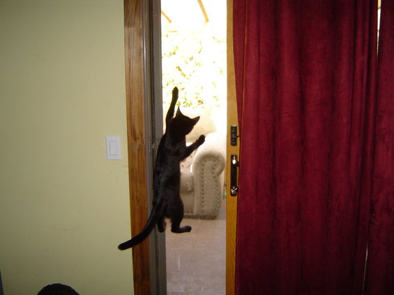 dsc04452.jpg Climbing the screen
