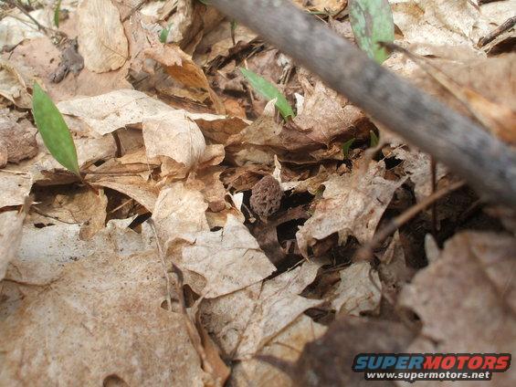 Early morel - 4-19-08