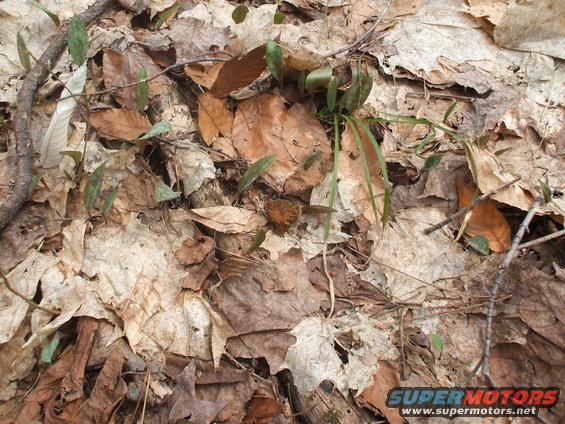 False Morel = Poisonous...!